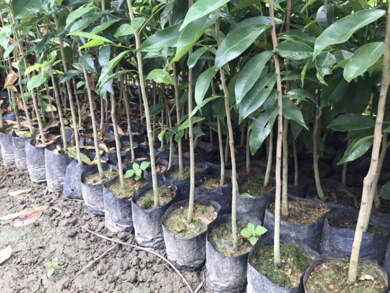 沉香苗、大量供应黄泥杯沉香底苗