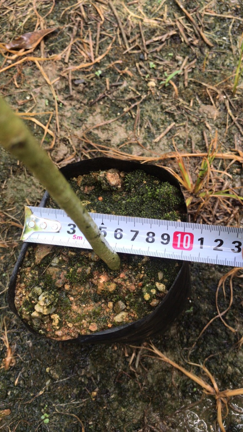 沉香苗、大量供应黄泥杯沉香底苗