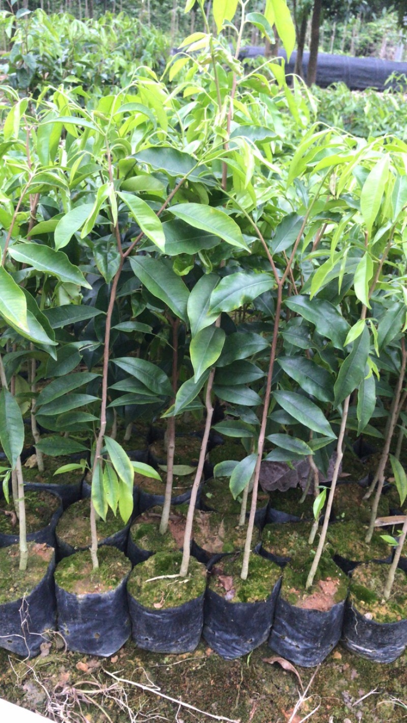 沉香苗、大量供应黄泥杯沉香底苗