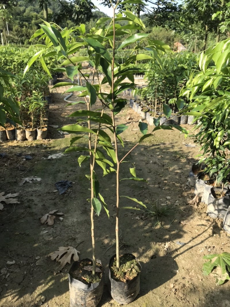 沉香苗、大量供应黄泥杯沉香底苗