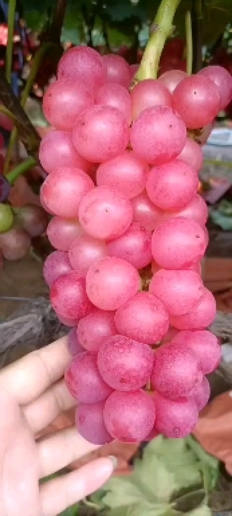 河南万亩红水晶葡萄