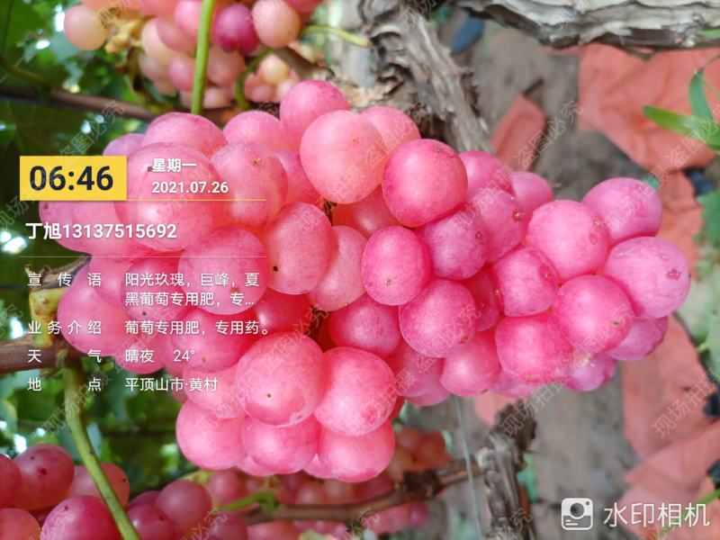 河南万亩红水晶葡萄