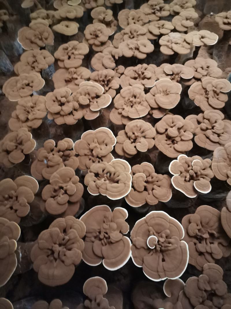 灵芝盆景花