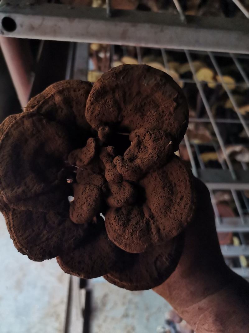 灵芝盆景花