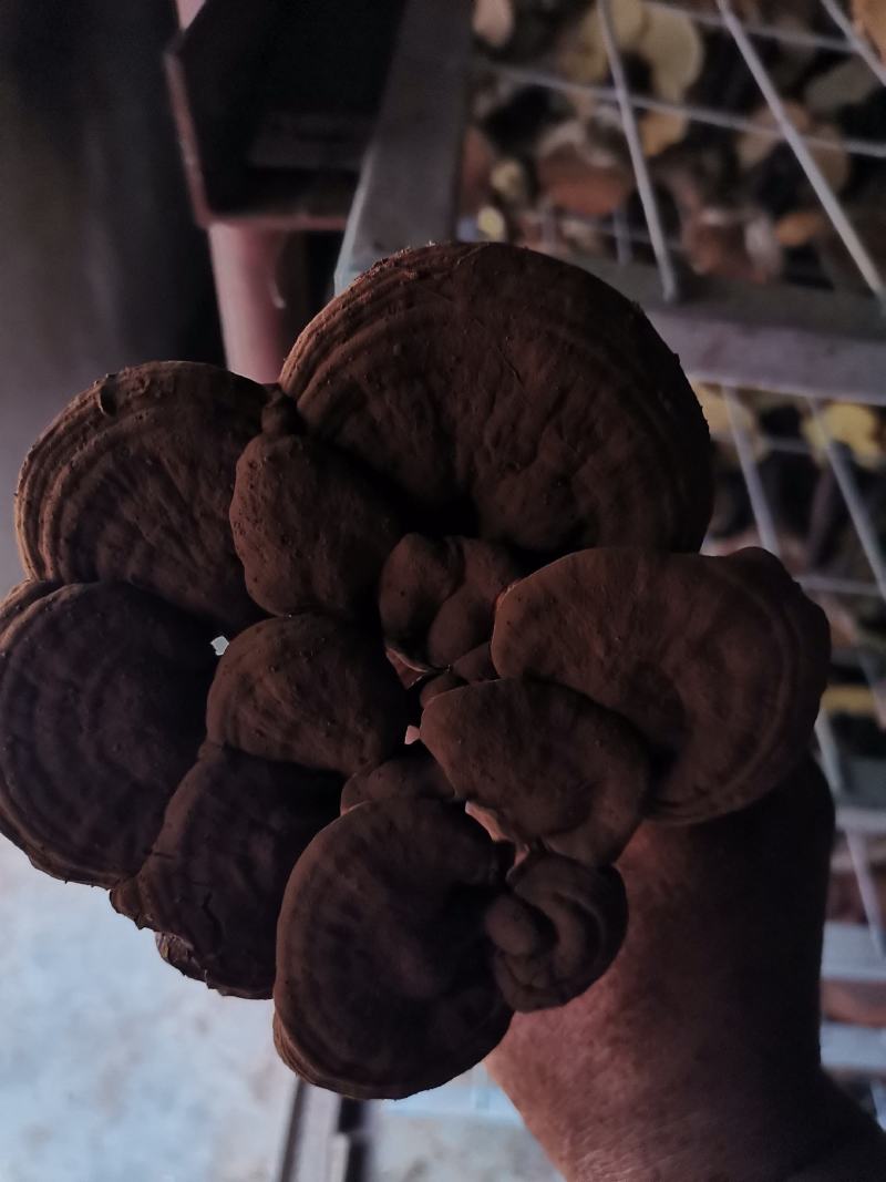 灵芝盆景花