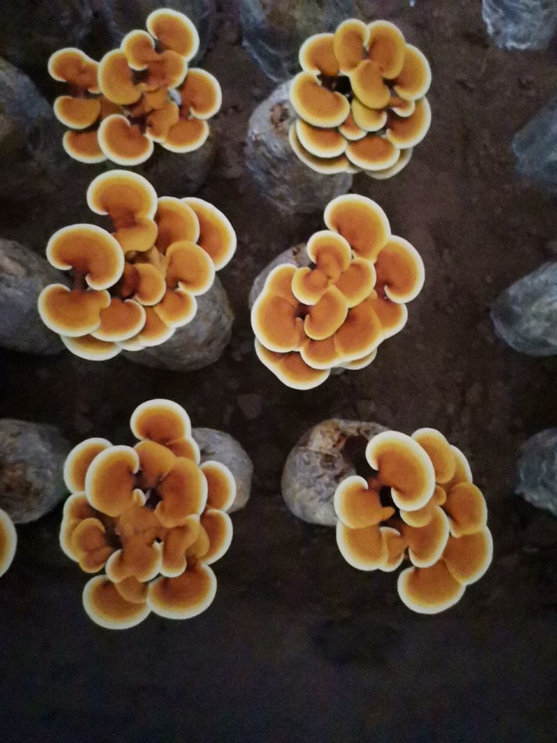 灵芝盆景花