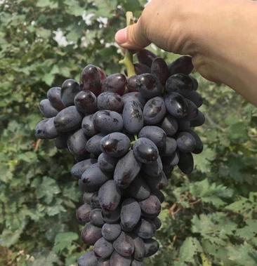 a17紫甜无核葡萄大量成熟产地直发葡萄中的精品