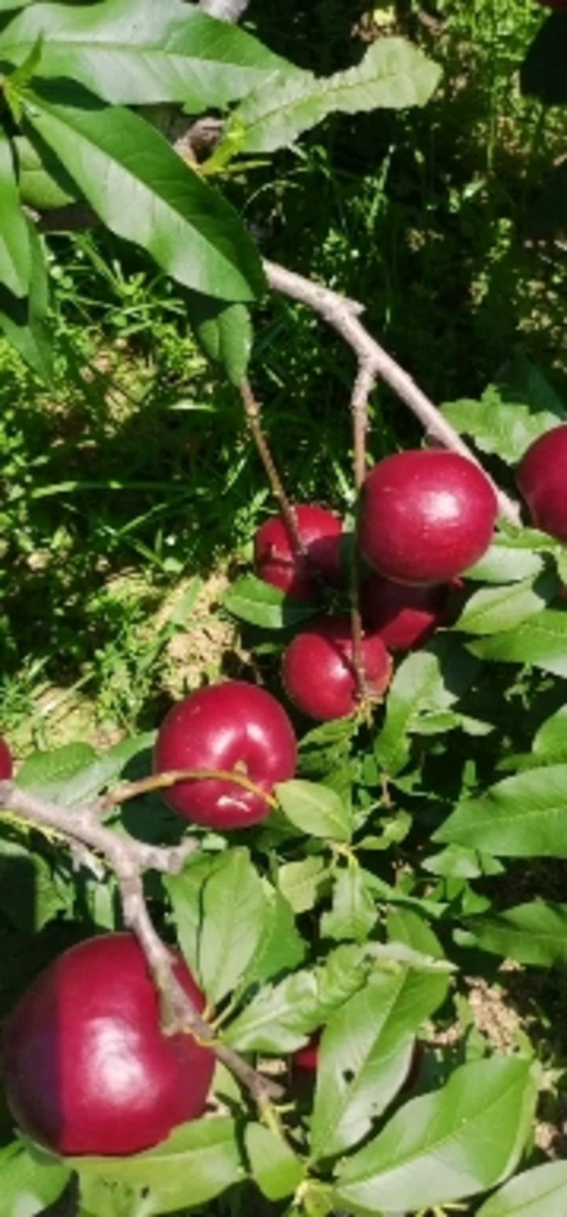 大连陆地各种精品红油桃大量有货有量可以联系