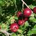 大连陆地各种精品红油桃大量有货有量可以联系