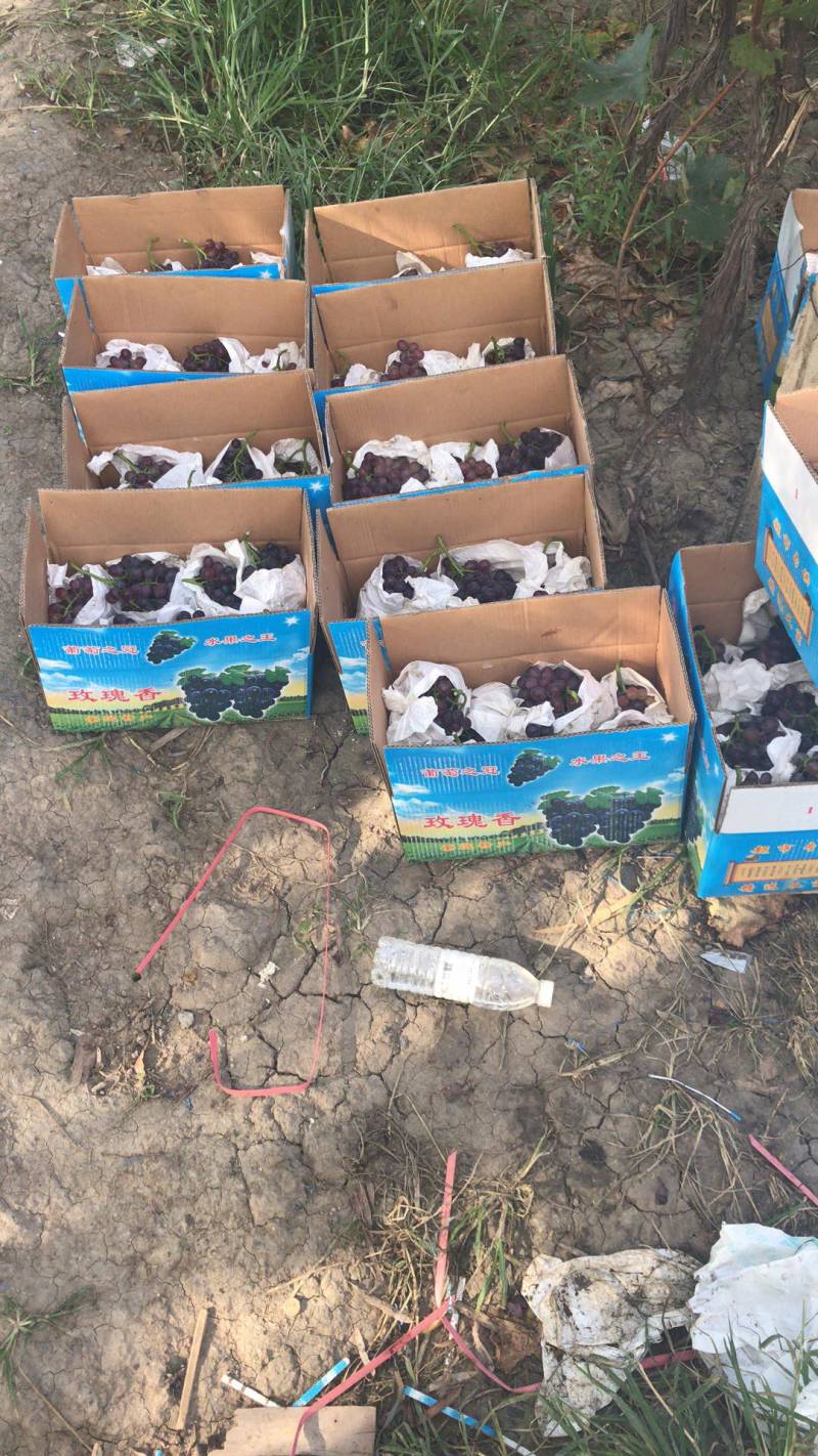 职业代办茶淀玫瑰香葡萄当地有实体店万亩园林出货稳定！