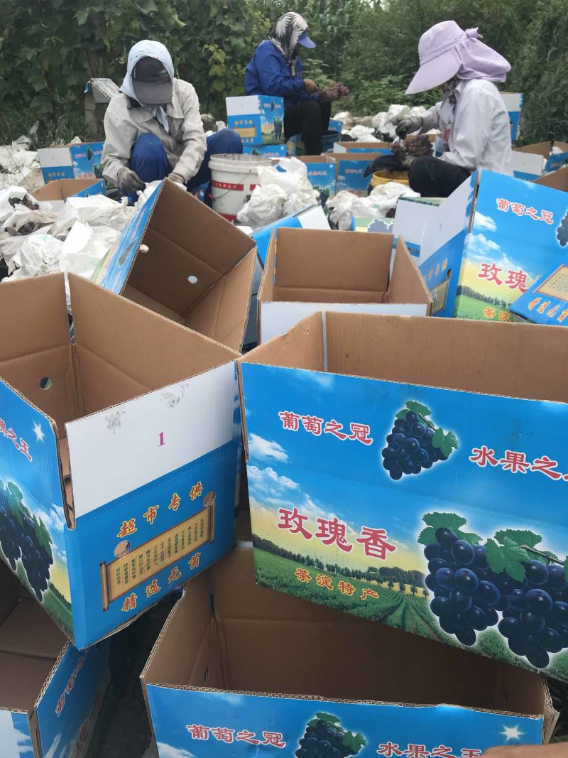 职业代办茶淀玫瑰香葡萄当地有实体店万亩园林出货稳定！