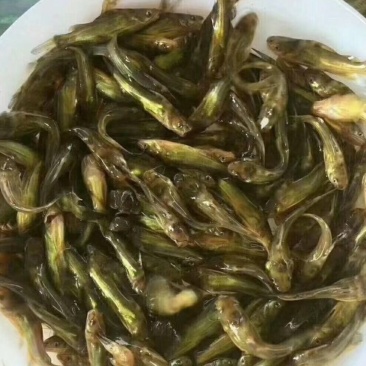 黄骨鱼苗，各种规格鱼苗批发欢迎订购