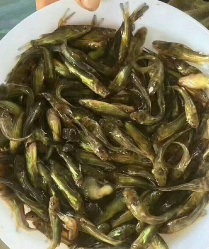 黄骨鱼苗，各种规格鱼苗批发欢迎订购