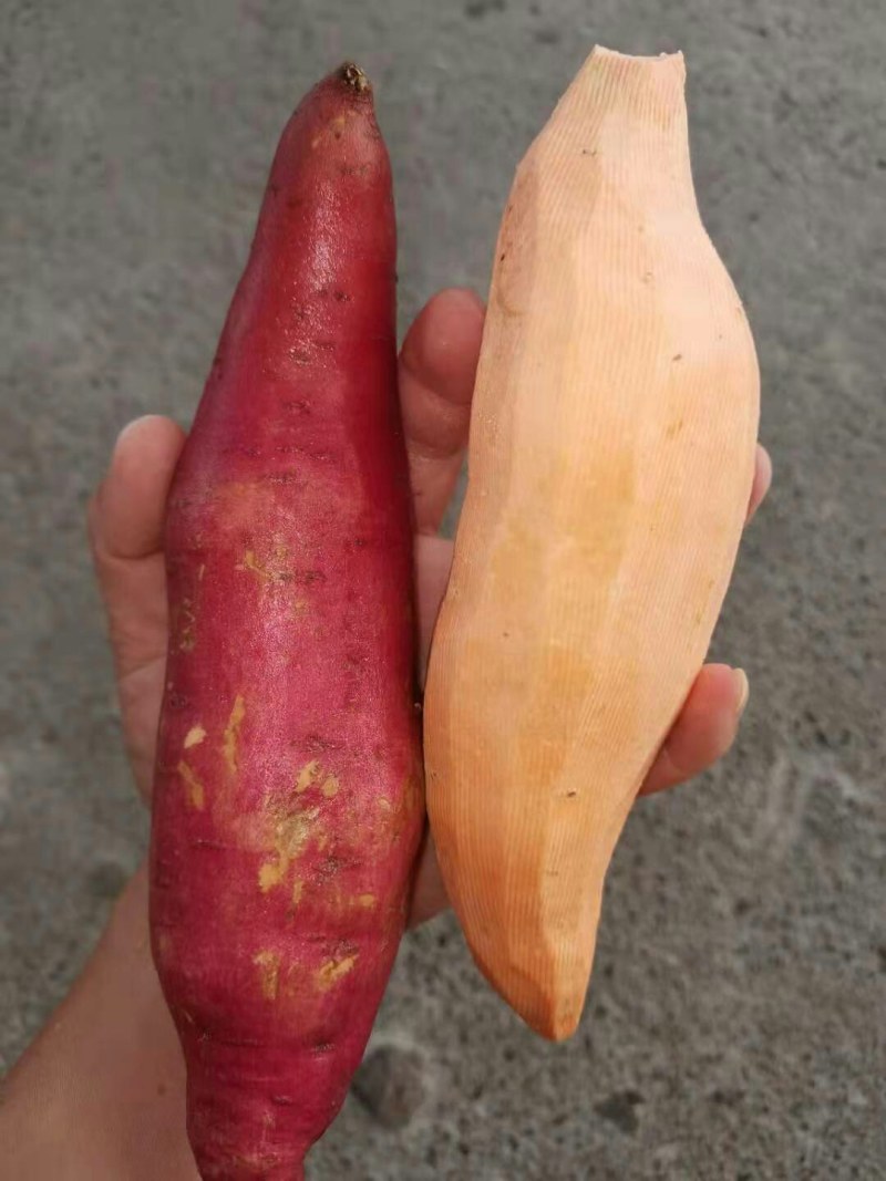 丘林沙土田303蜜薯，大量上市中……