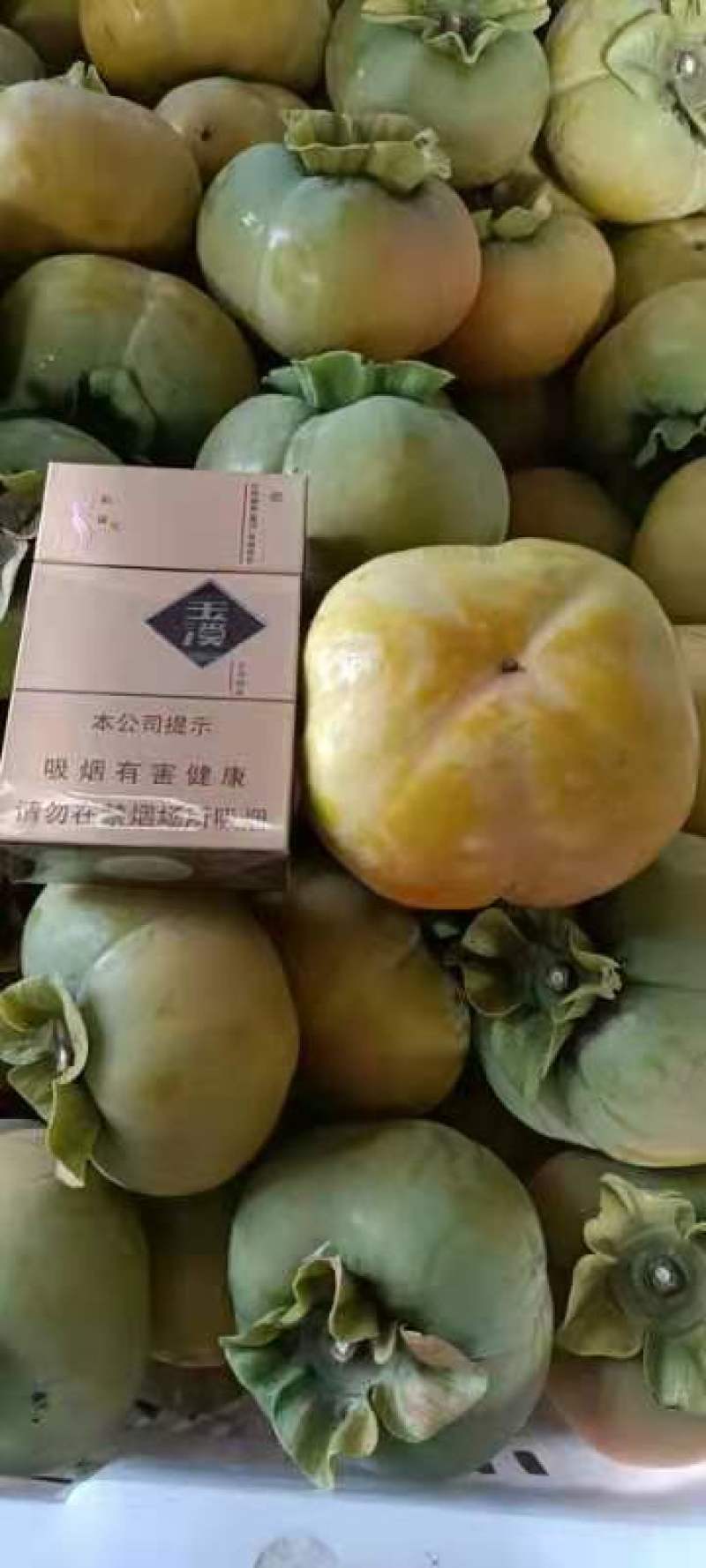 脆柿