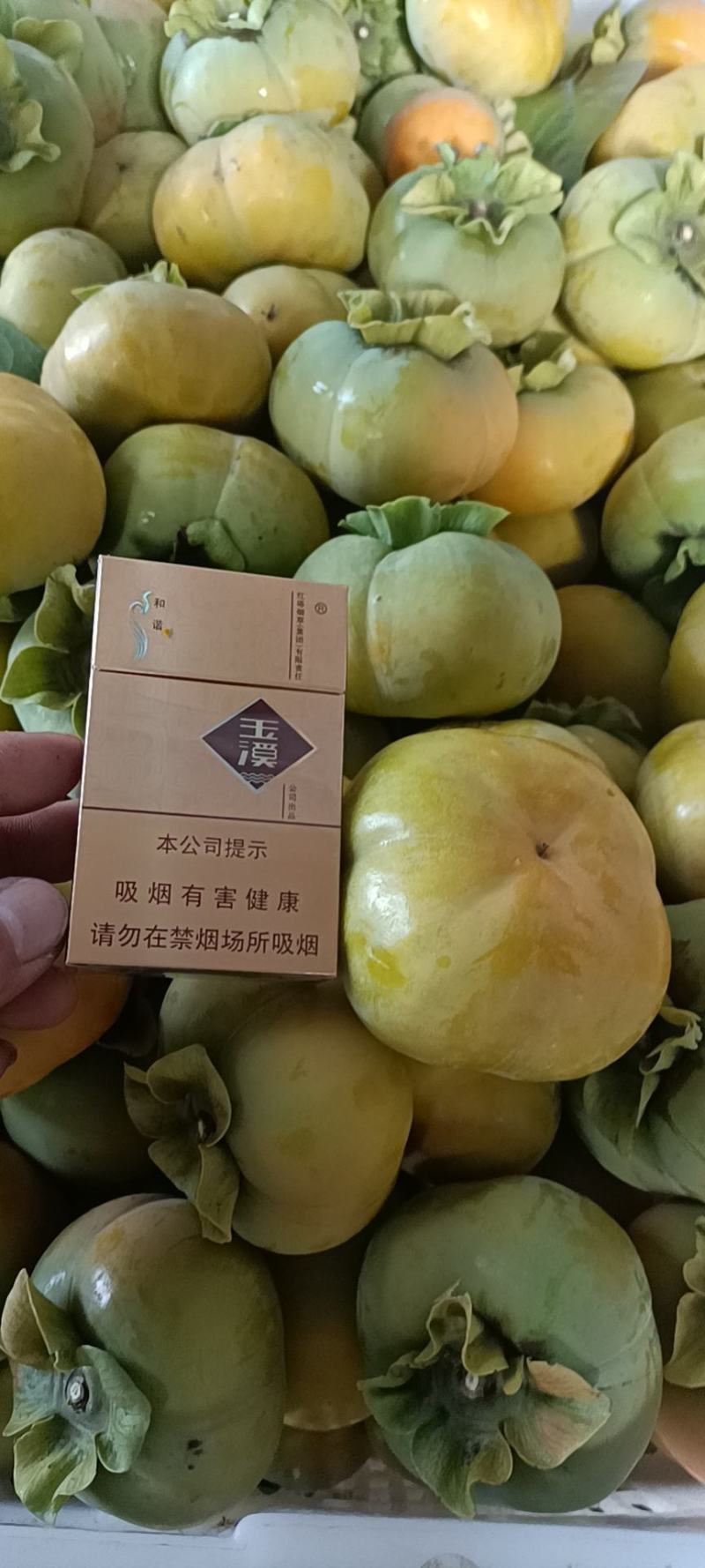 脆柿