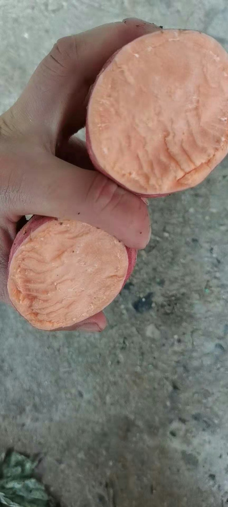 蜜薯大量上市优质红皮红心红薯无沟眼口感棒