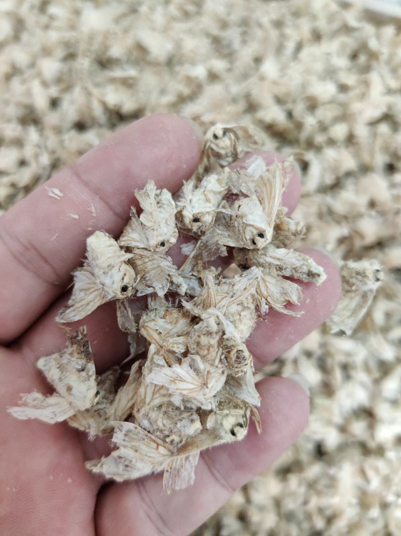 蛾子中药材飞蛾滋补可泡药酒一公斤起批