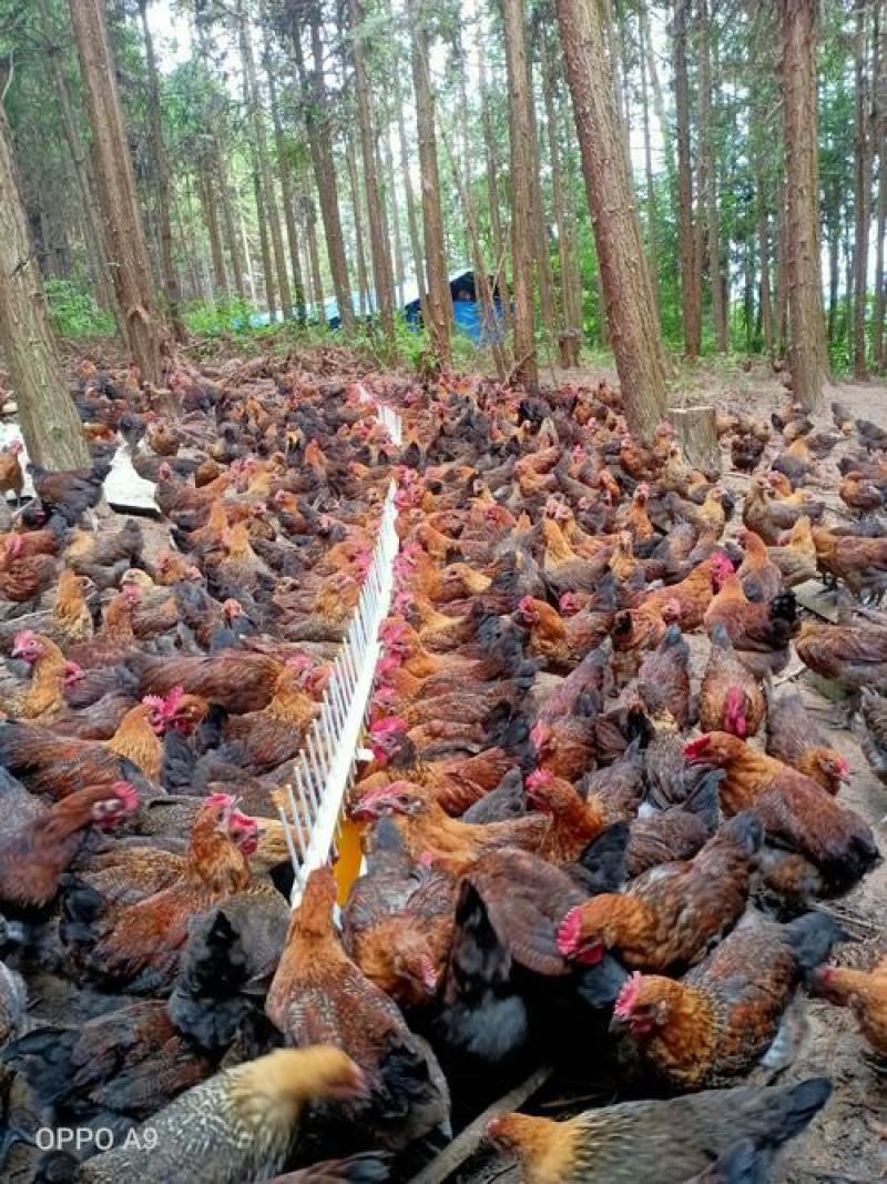多彩贵州黔东南思州鸡黑土鸡散养鸡铁香鸡1.6kg