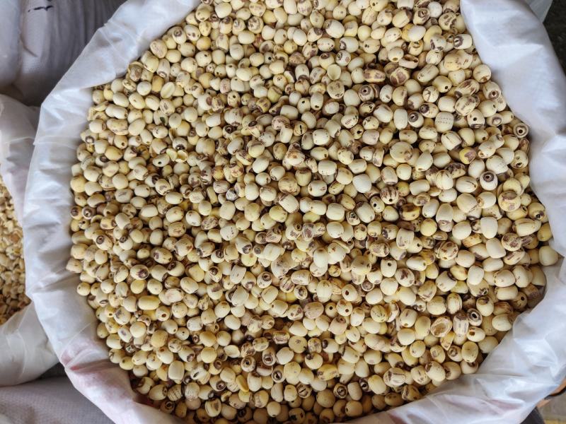 莲子白莲子湘潭取芯大粒中粒小粒一公斤起批