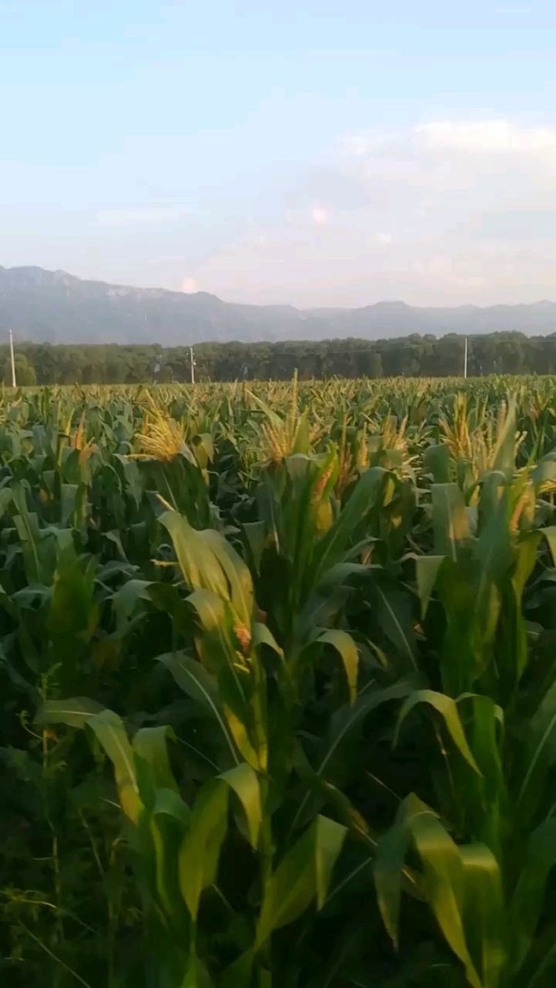 预售预售预售山西忻州糯玉米，棒大个匀，无可挑剔，个个精品