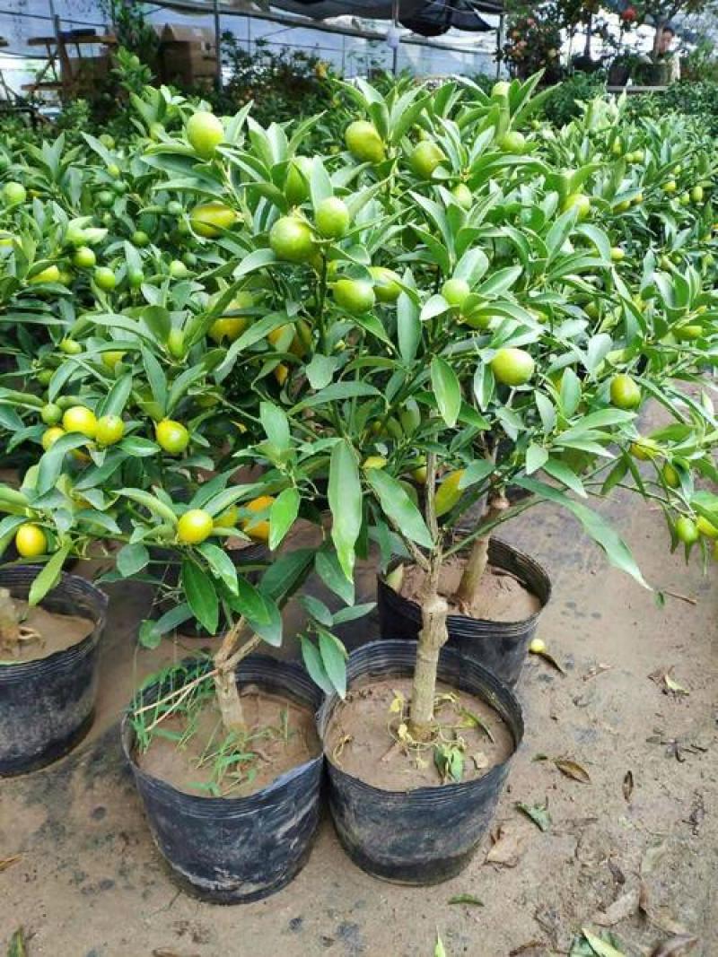 金桔树苗矮化盆栽脆皮金桔可食用观赏庭院阳台南北方种植
