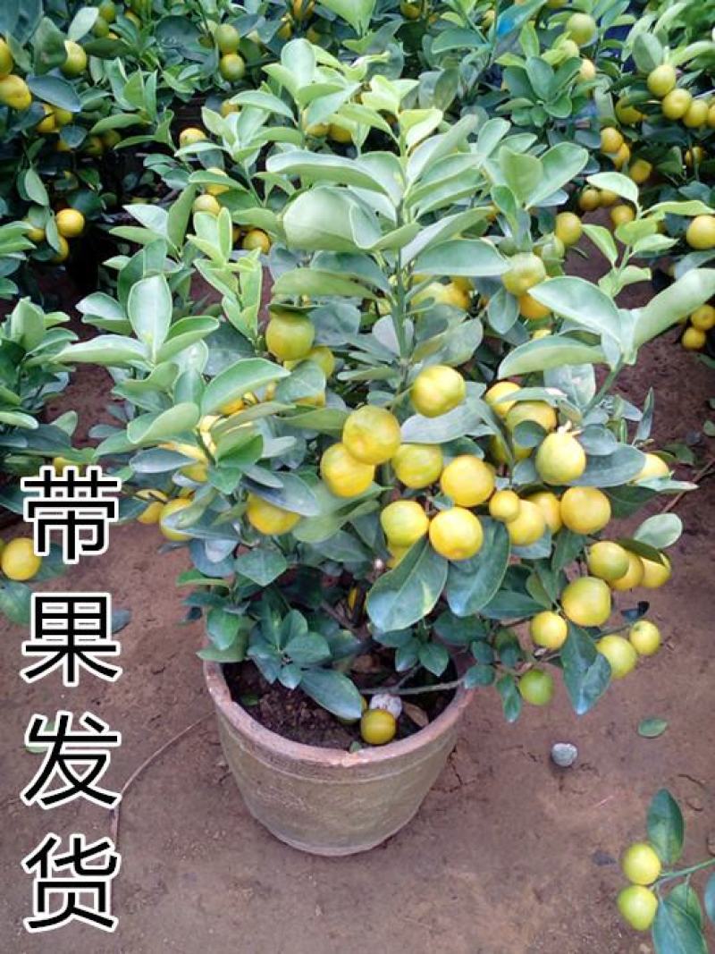 金桔树苗矮化盆栽脆皮金桔可食用观赏庭院阳台南北方种植