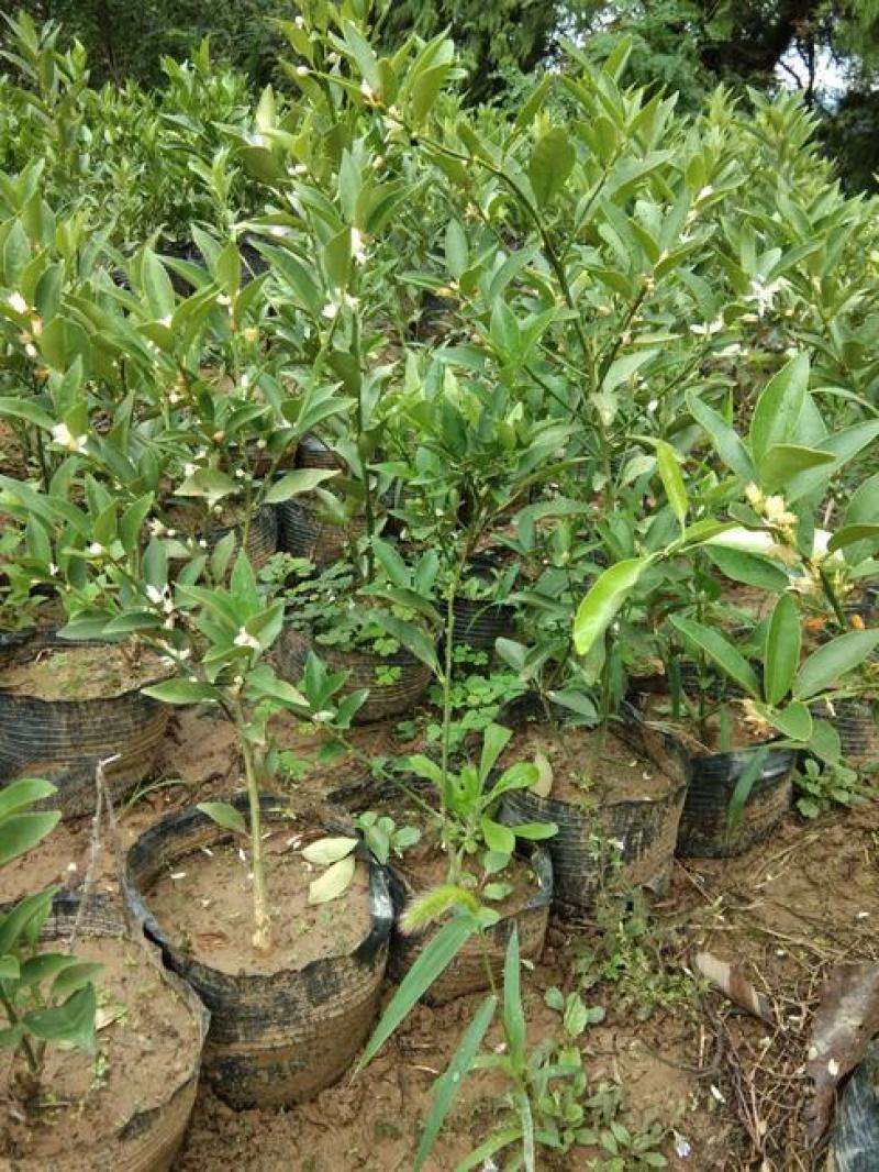 金桔树苗矮化盆栽脆皮金桔可食用观赏庭院阳台南北方种植