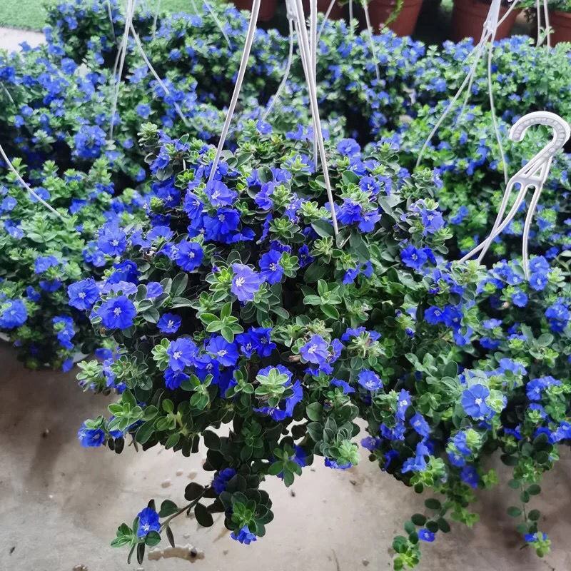 四季开花蓝星花耐热耐高温阳台庭院花卉容易养的观花盆栽