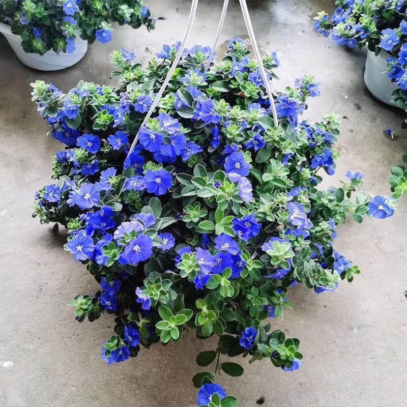 四季开花蓝星花耐热耐高温阳台庭院花卉容易养的观花盆栽