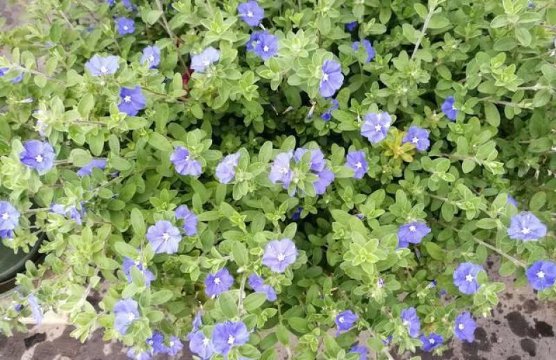 四季开花蓝星花耐热耐高温阳台庭院花卉容易养的观花盆栽