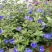 四季开花蓝星花耐热耐高温阳台庭院花卉容易养的观花盆栽