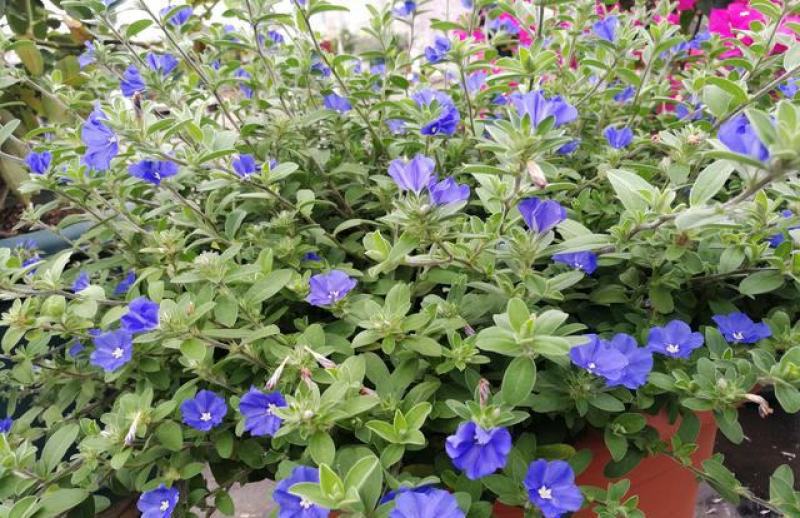 四季开花蓝星花耐热耐高温阳台庭院花卉容易养的观花盆栽