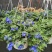 四季开花蓝星花耐热耐高温阳台庭院花卉容易养的观花盆栽