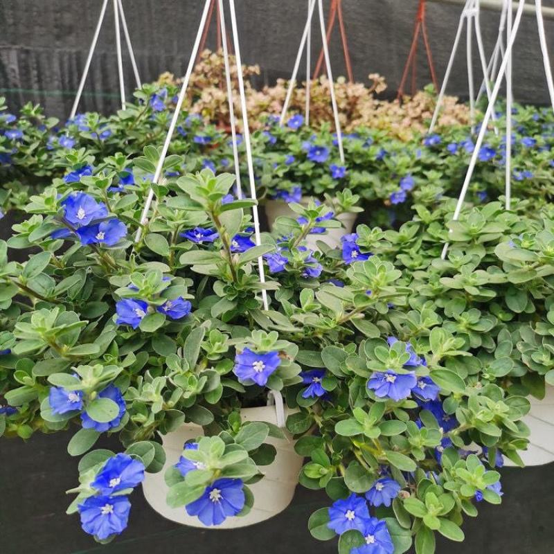 四季开花蓝星花耐热耐高温阳台庭院花卉容易养的观花盆栽