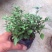 四季开花蓝星花耐热耐高温阳台庭院花卉容易养的观花盆栽