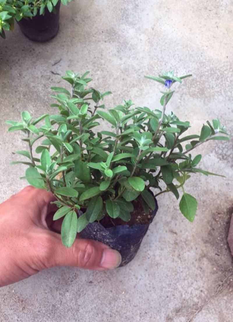 四季开花蓝星花耐热耐高温阳台庭院花卉容易养的观花盆栽