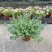 四季开花蓝星花耐热耐高温阳台庭院花卉容易养的观花盆栽