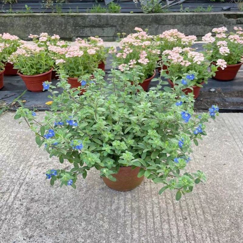 四季开花蓝星花耐热耐高温阳台庭院花卉容易养的观花盆栽