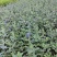 四季开花蓝星花耐热耐高温阳台庭院花卉容易养的观花盆栽