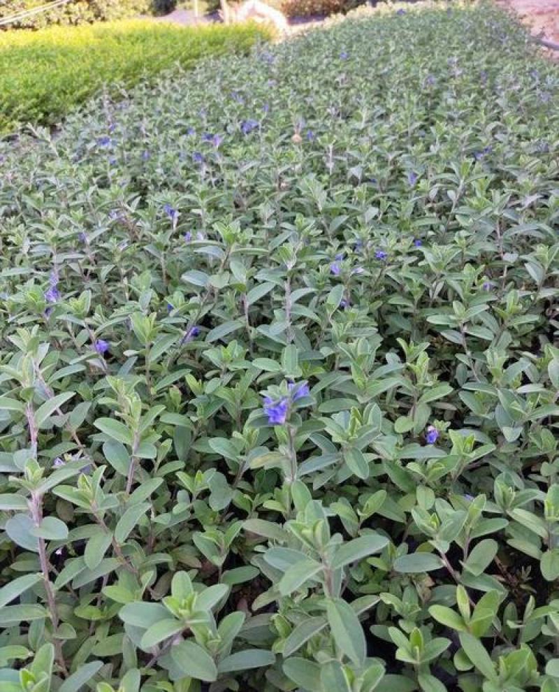 四季开花蓝星花耐热耐高温阳台庭院花卉容易养的观花盆栽