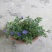 四季开花蓝星花耐热耐高温阳台庭院花卉容易养的观花盆栽