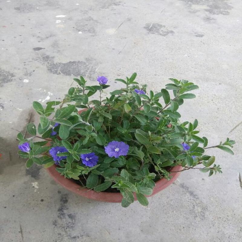 四季开花蓝星花耐热耐高温阳台庭院花卉容易养的观花盆栽