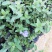 四季开花蓝星花耐热耐高温阳台庭院花卉容易养的观花盆栽