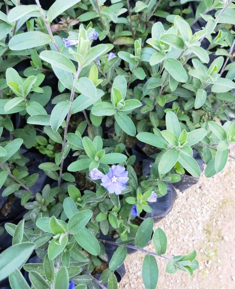 四季开花蓝星花耐热耐高温阳台庭院花卉容易养的观花盆栽