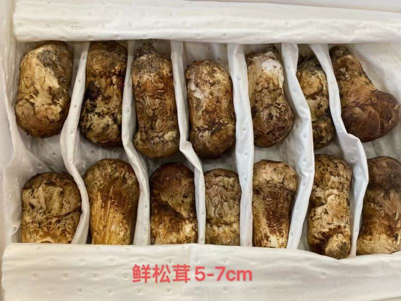 云南野生松茸野生松茸鲜松茸