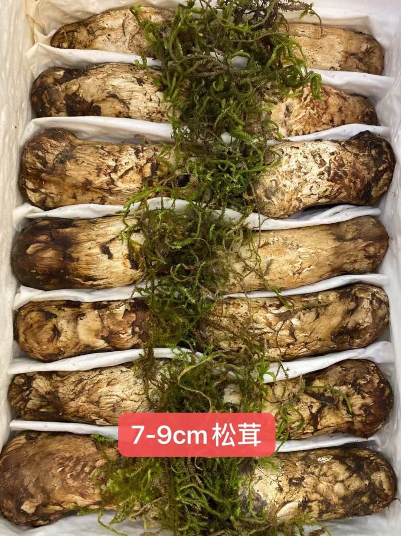 云南野生松茸野生松茸鲜松茸