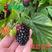双季黑莓苗黑树莓苗三冠王刺黑莓苗水果黑莓