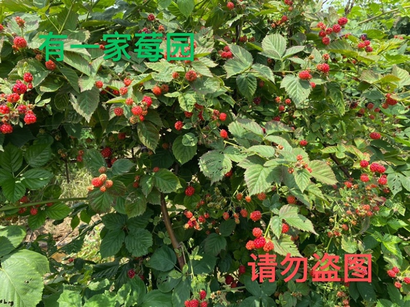 双季黑莓苗黑树莓苗三冠王刺黑莓苗水果黑莓