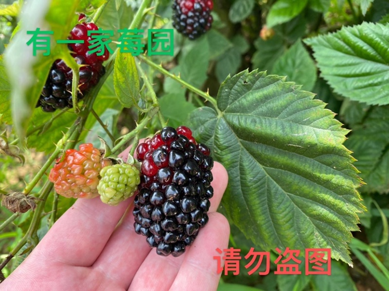 黑莓苗组培杯苗黑树莓苗20-30CM当年结果